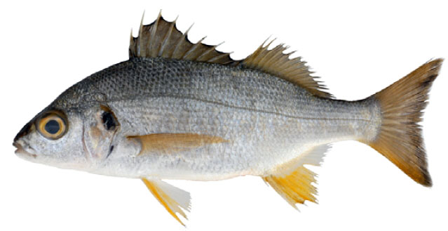 Brachydeuterus auritus_04